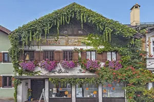 House decorated with flowers and overgrown with Boston ivy (Parthenocissus tricuspidata) in DieBen am Lake Ammer