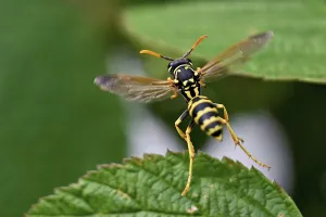 House field wasp (Polistes dominula)