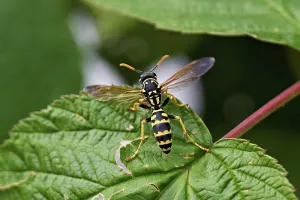 Category Wildlife DE Prints: House field wasp (Polistes dominula)