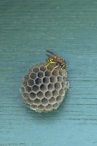 A house field wasp (Polistes dominula) on the nest