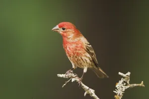 House Finch (Carpodacus mexicanus)