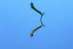 House Gnat larva, common (Culex pipiens) mosquito larva