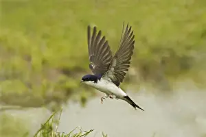House Martin (Delichon urbica)