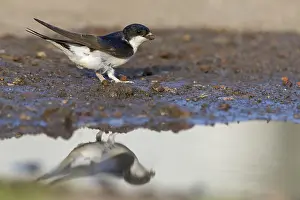House martin, (Delichon urbica)