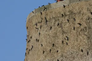 House Martin (Delichon urbica) autumnal gathering on Martello Tower