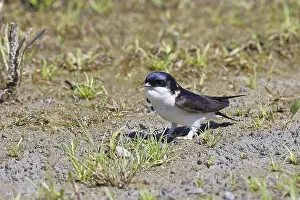 House martin (Delichon urbicum)