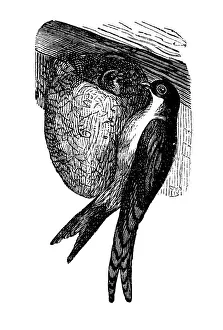 House Martin, swallow, historical illustration from: Marie Adenfeller