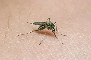 House mosquito on human skin (Culex pipiens)