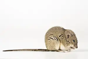 House Mouse (Mus musculus)