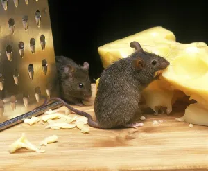 House mouse (mus musculus), adult eats Emmental cheese