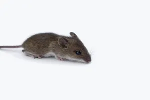 House mouse scurrying through the picture in search of food