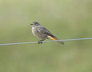 House redtail Phoenicurus ochruros'<br> House redtail Phoenicurus ochruros