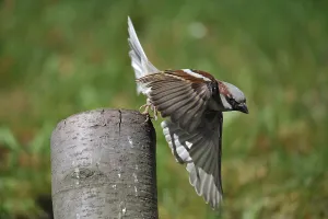 House Sparrow in departure. House sparrow in departure