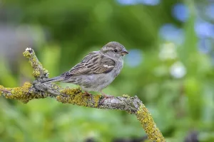 House sparrow - female on a branch (Passer domesticus)
