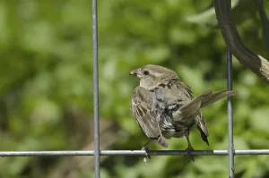House sparrow, female (Passer domesticus)