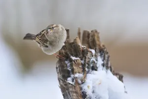 House Sparrow female, Passer domesticus