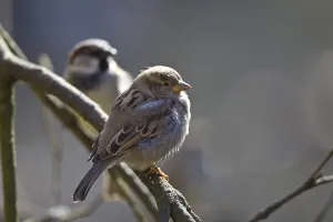 House sparrow, female, Passer domesticus