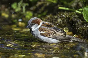 House sparrow - male bathing (Passer domesticus)