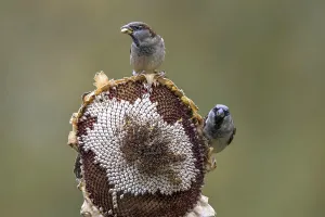 House sparrow - male at a sunflower (Passer domesticus)