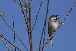 House Sparrow, Paser domesticus