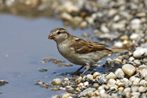 House sparrow (Passer domesticus)