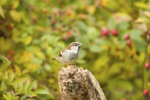 House Sparrow (Passer domesticus)