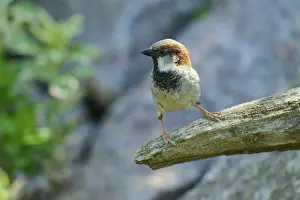 House sparrow (Passer domesticus)