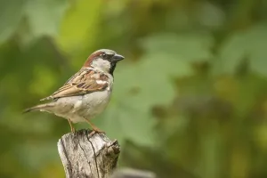House Sparrow (Passer domesticus)