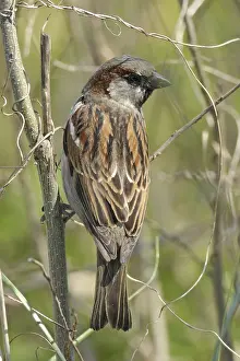 House Sparrow (Passer domesticus)