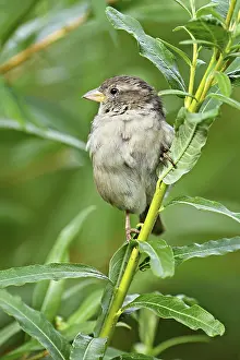 House sparrow (Passer domesticus)