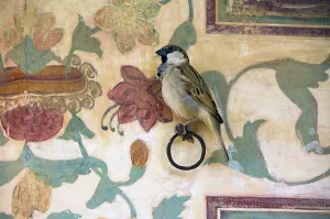 House sparrow (Passer domesticus)
