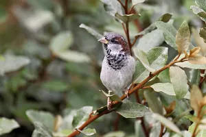Category Wildlife DE Prints: House sparrow (Passer domesticus)