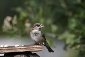 House sparrow (Passer domesticus)