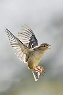 House Sparrow (Passer domesticus)