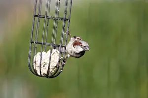 House sparrow (Passer domesticus)