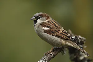 House sparrow, Passer domesticus