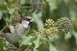 House sparrow (Passer domesticus) adult male bird in an Ivy tree