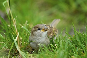 House sparrow (Passer domesticus) family sparrows (Passeridae) - Europe