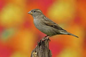 House sparrow (Passer domesticus) Female