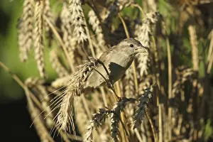 House sparrow (Passer domesticus) female foraging in a wheat field