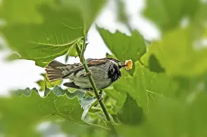 House sparrow Passer domesticus'<br> House sparrow Passer domesticus