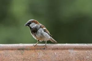 House sparrow (Passer domesticus) male perched on ridge tile on roof of house