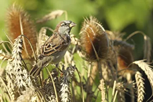 House sparrow ( Passer domesticus) Males foraging in wheat field