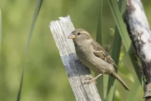 House Sparrow (Passer domesticus) (Passer domesticus)