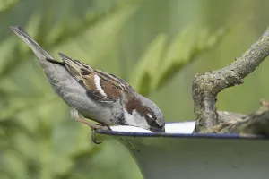 House Sparrow (Passer domesticus) (Passer domesticus)