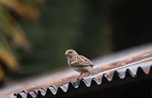A house sparrow (Passer domesticus) sitting on a tin roof
