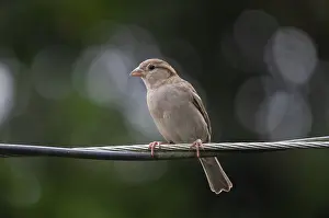 House sparrow (Passer domesticus) sitting on a wire