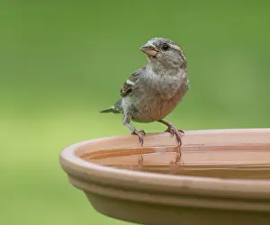 House sparrow (Passer domesticus) standing on a bird bath