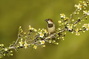 House Sparrow Passer domesticus Tucson