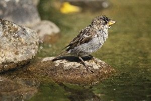 House sparrow (Passer domesticus) young bird after a bath in the garden pond